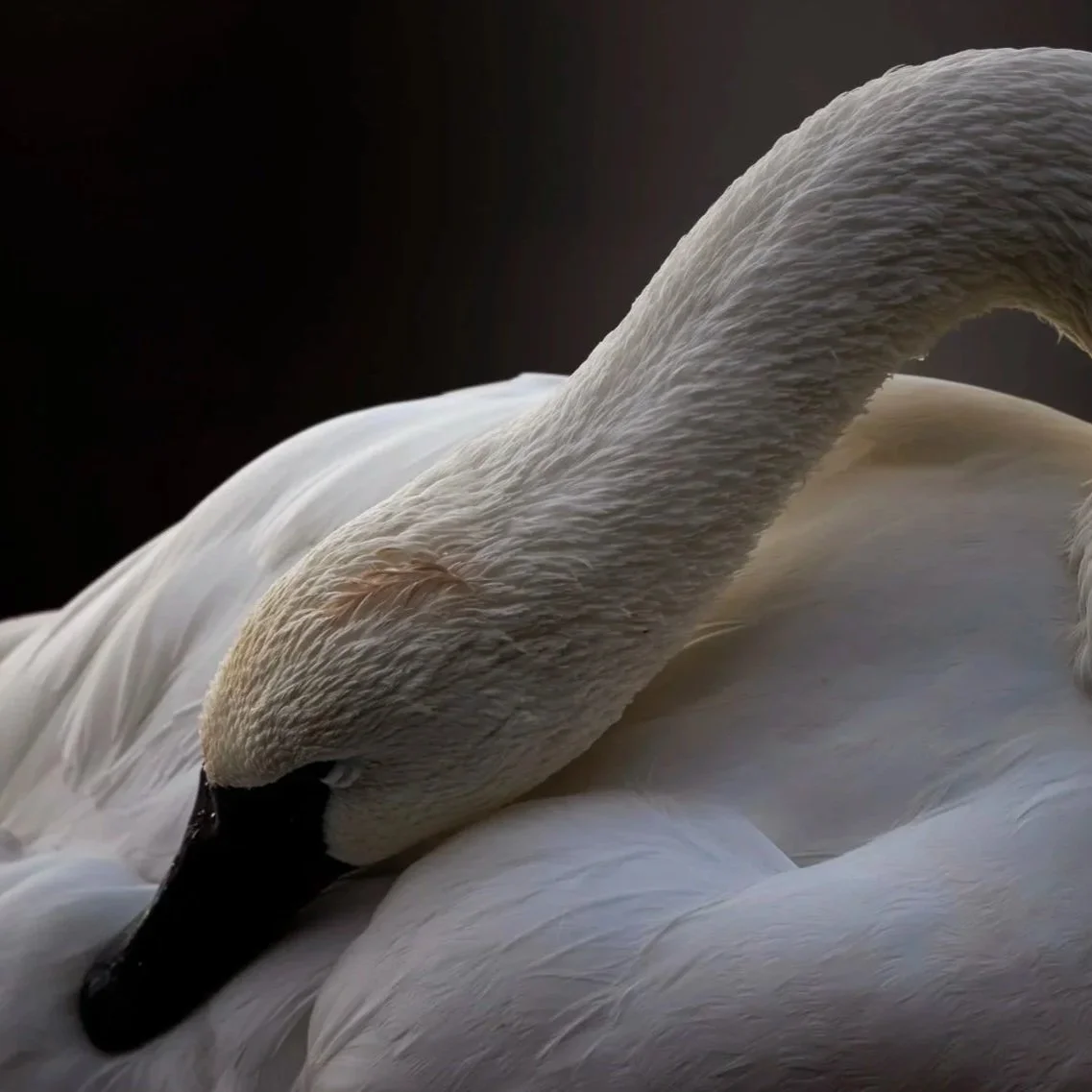 Soft Slumber ~ Swan