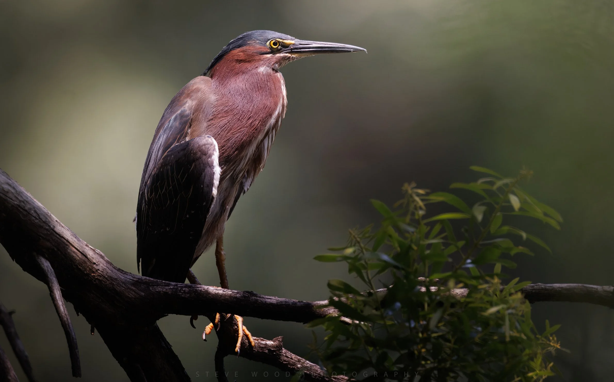 green heron-2.jpg