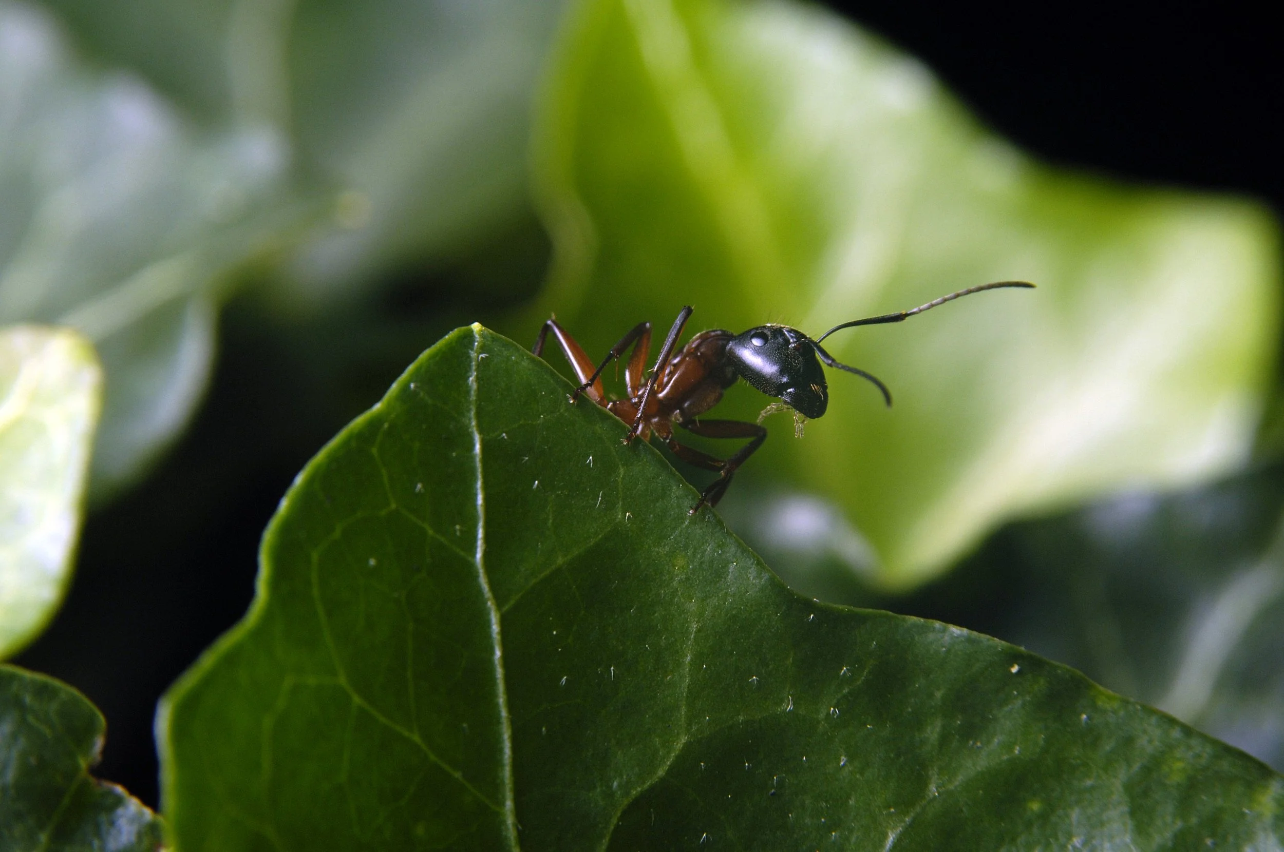 ant.jpg