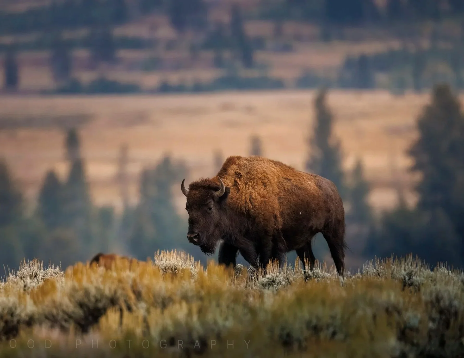 Autumn Afternoon ~ Bison