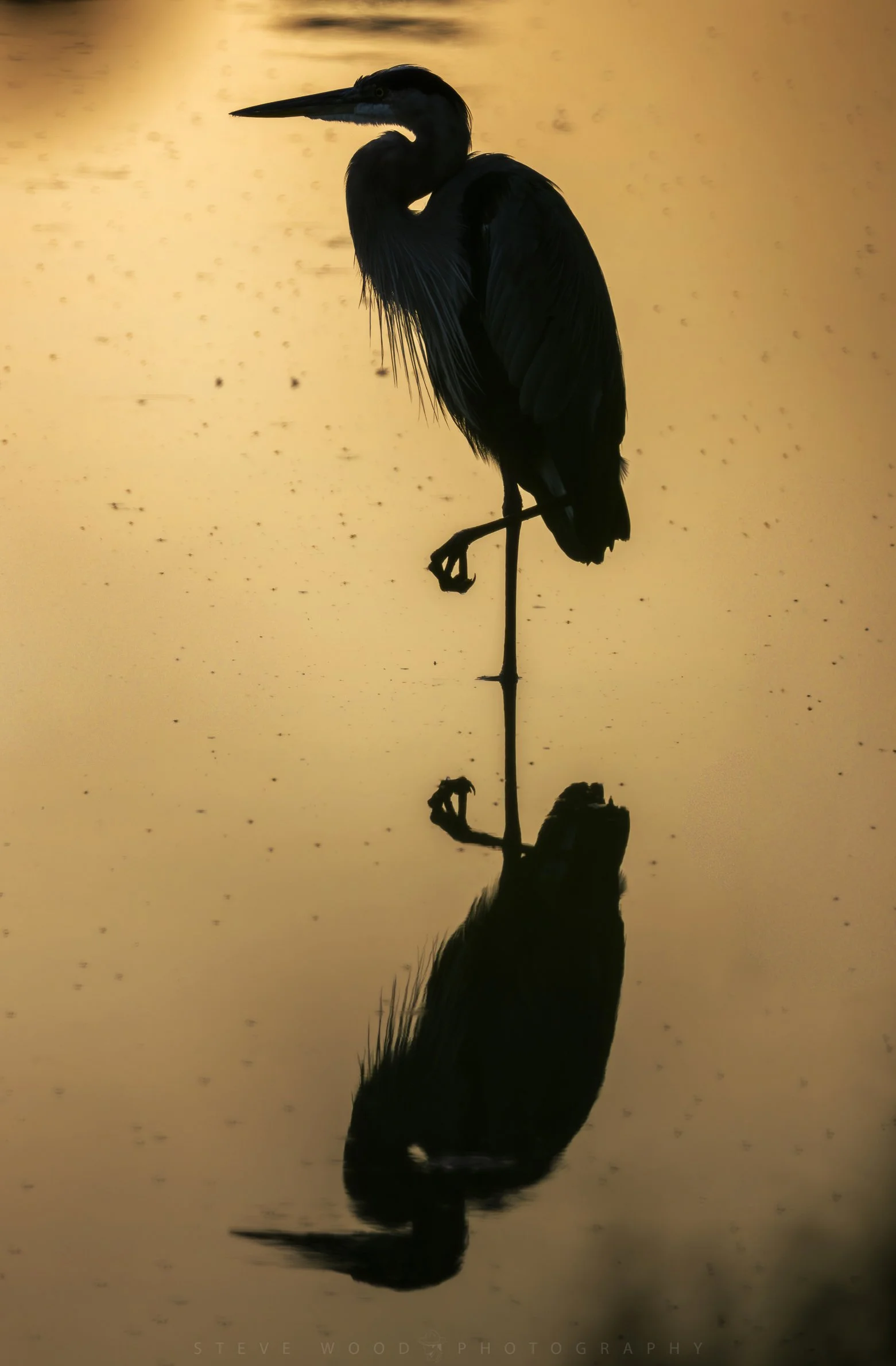 gbh -13.jpg