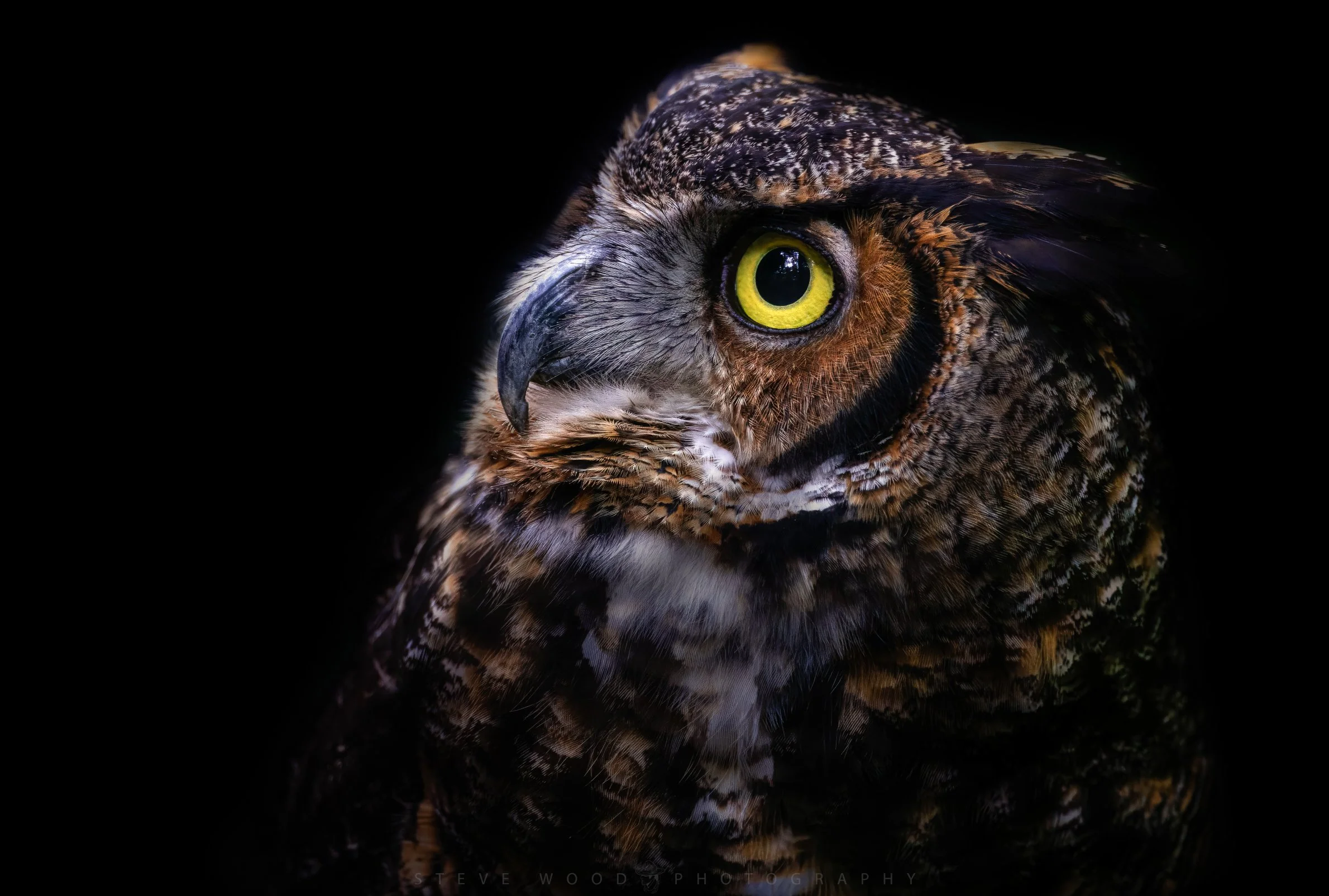 great horned owl-19.jpg