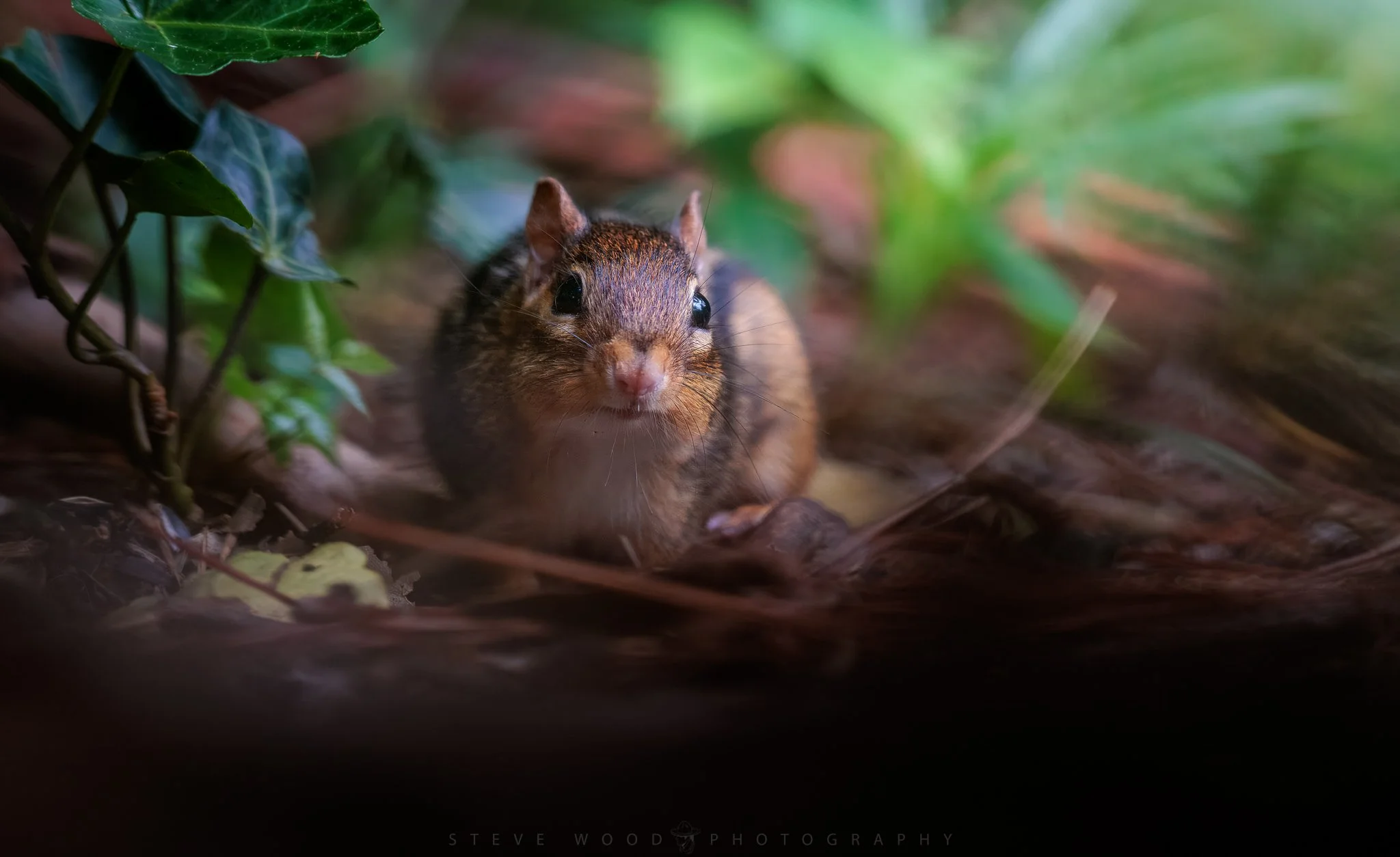 chipmunks-99.jpg