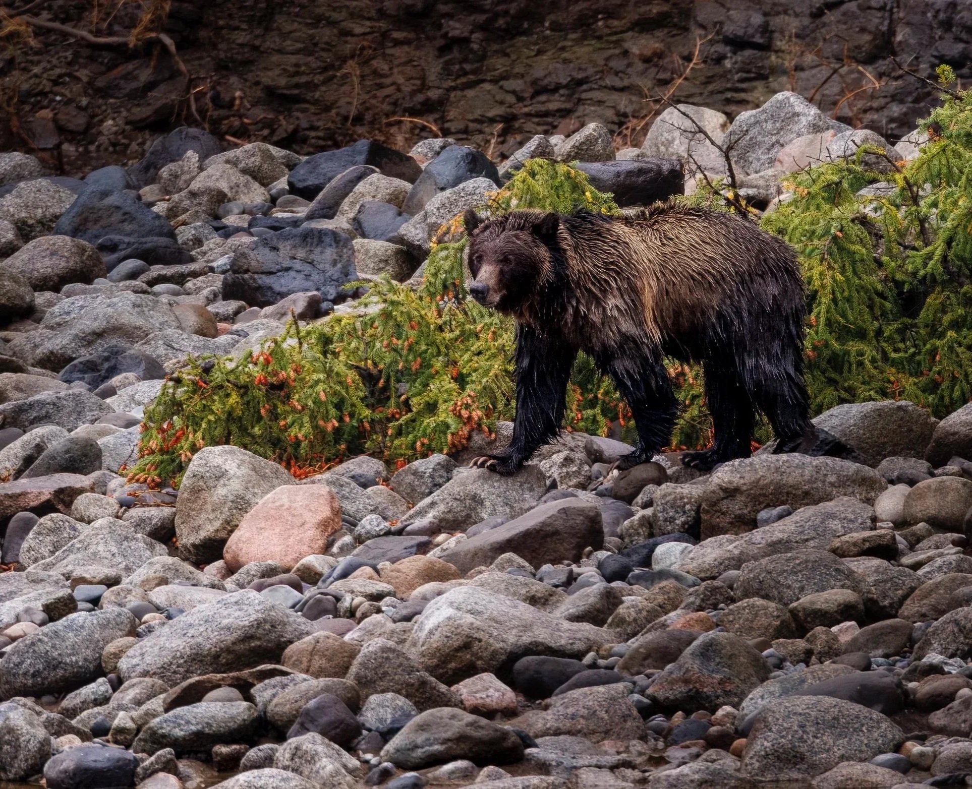 Amoung the Rocks ~ Grizzley Bear