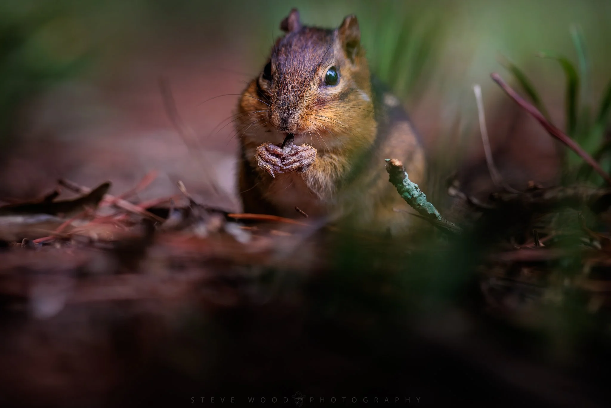 chipmunks-88.jpg