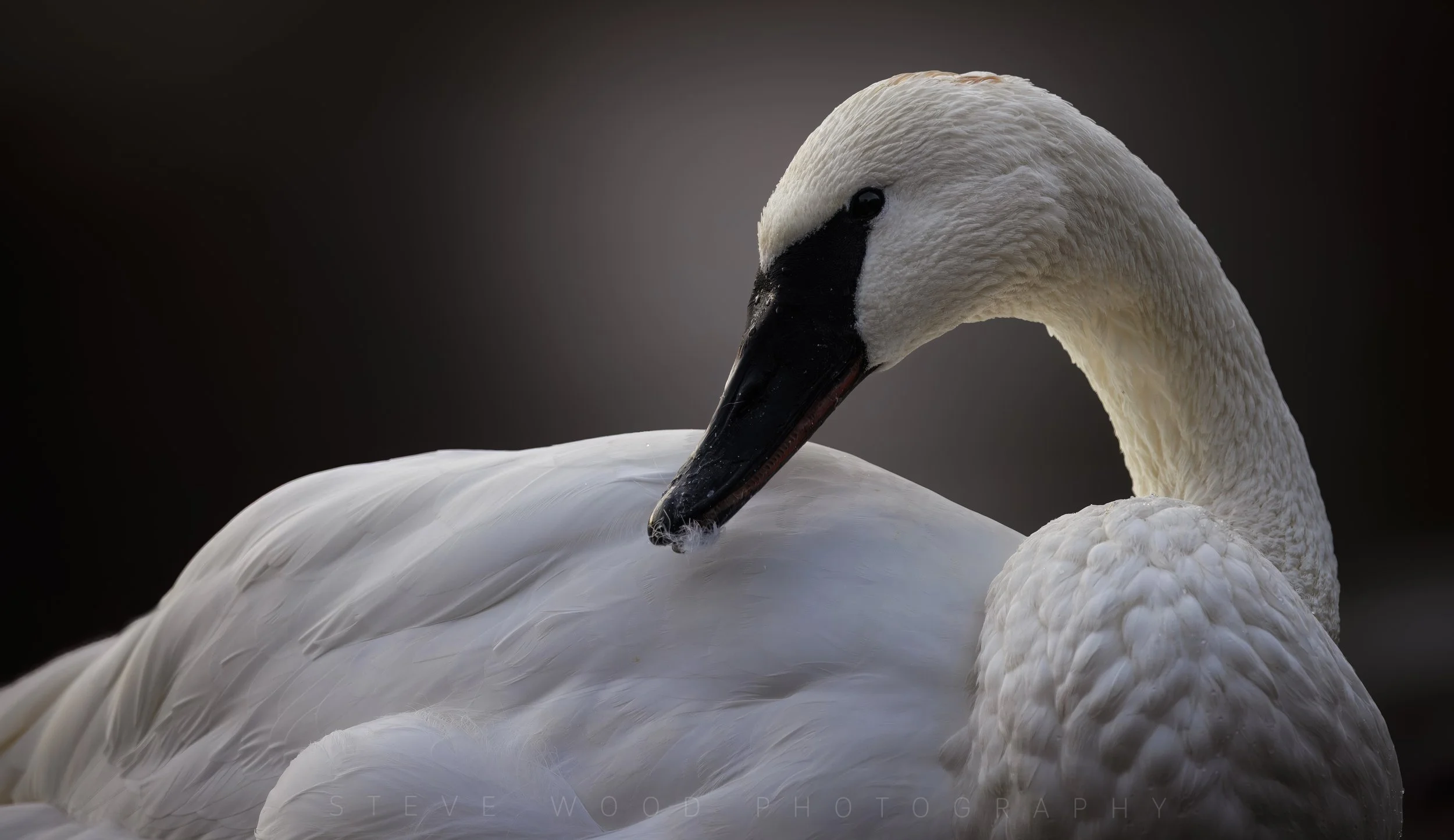 swan-6.jpg