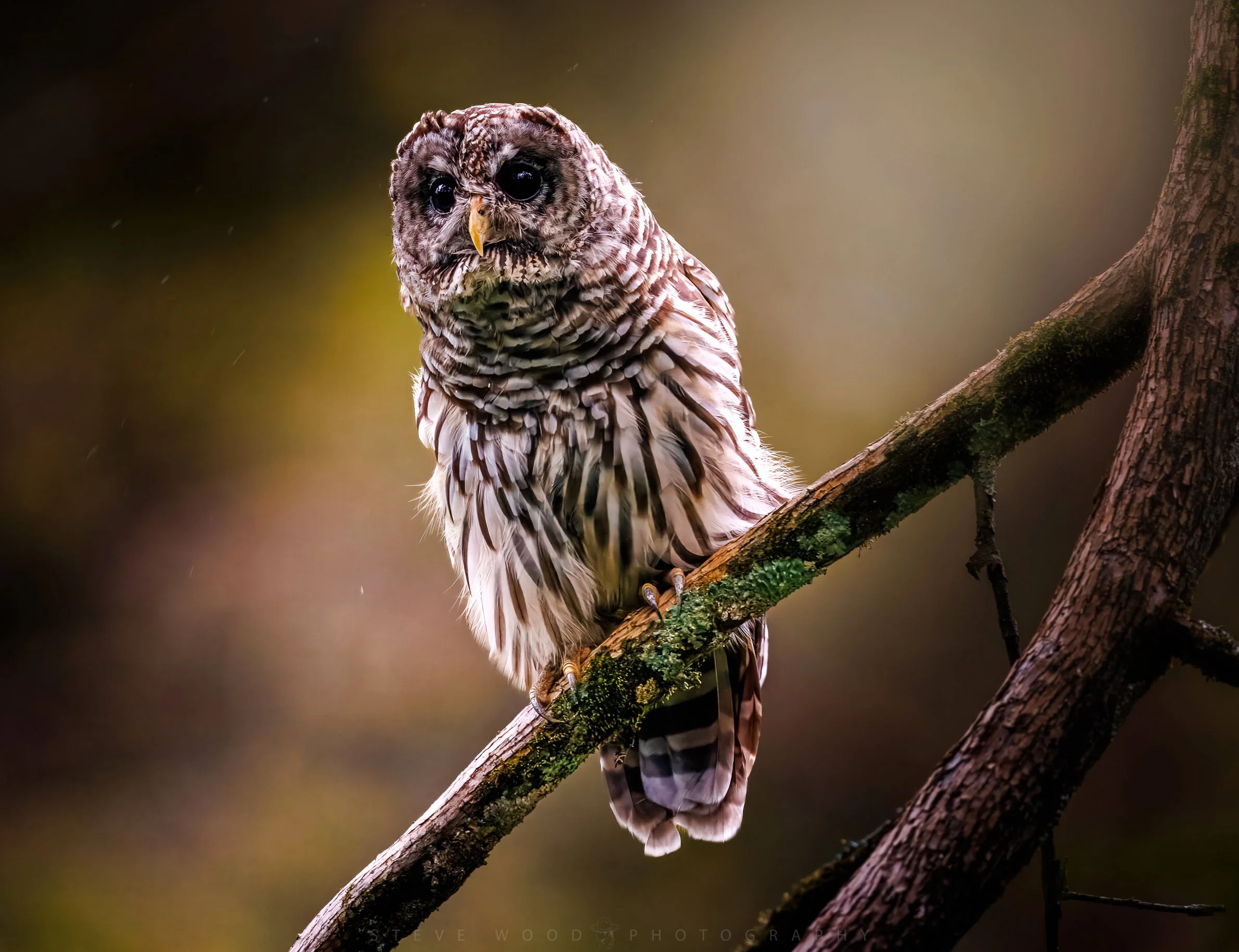 barred owl 7-23-9.jpg