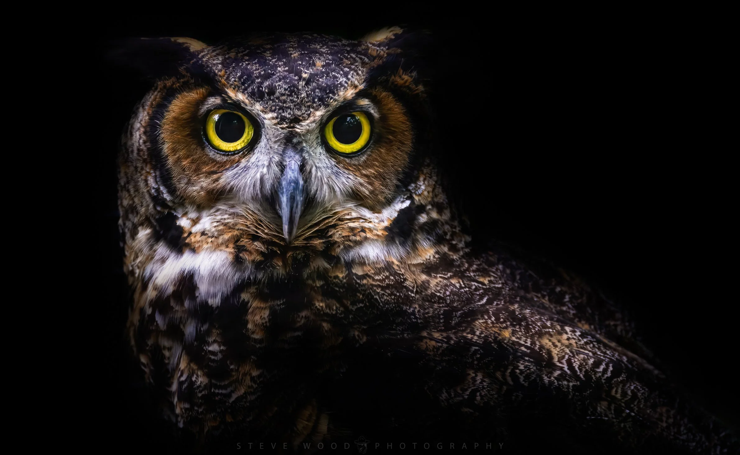 great horned owl-18.jpg