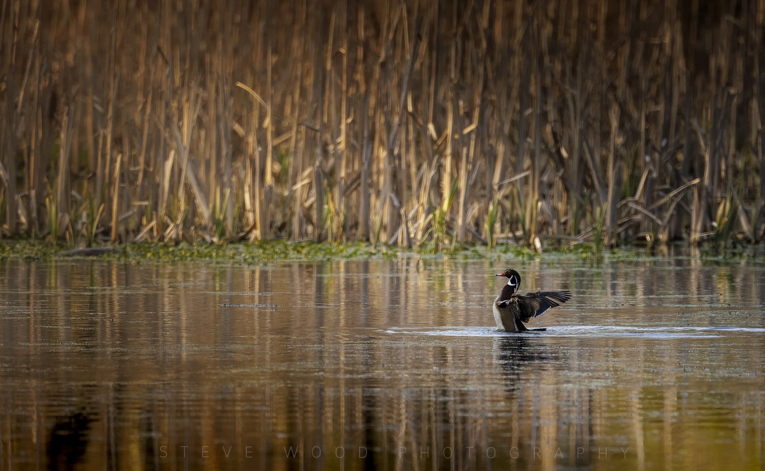woodduck-42.jpg
