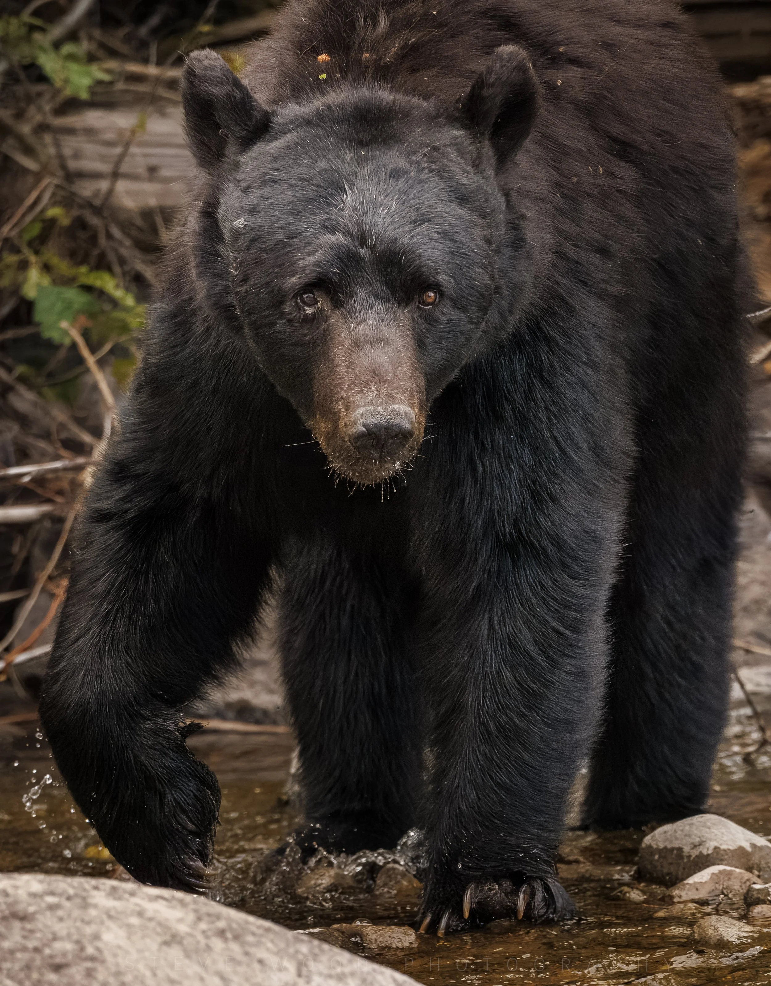 Berry Search ~ Black Bear