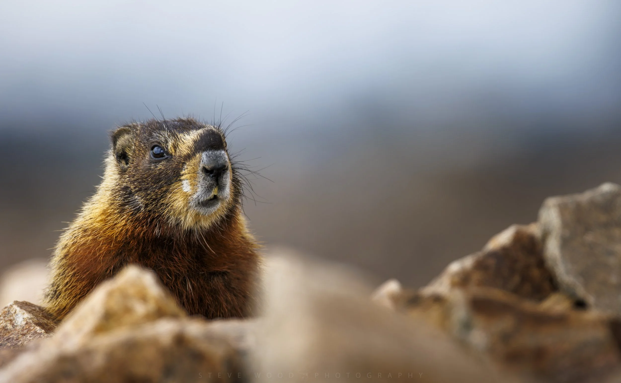 YNP-Marmot 2026-5.jpg