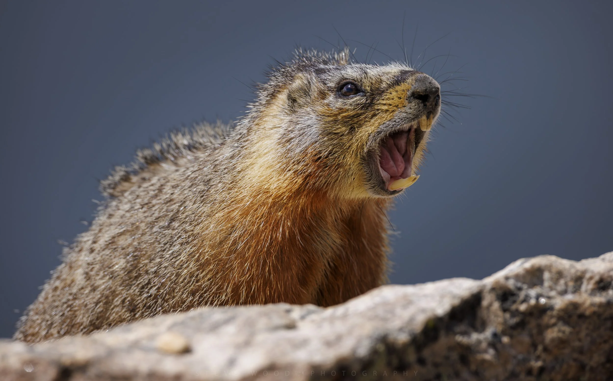 YNP-Marmot 2026-1.jpg