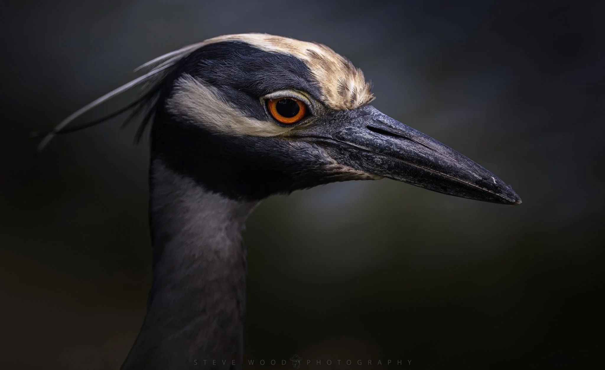 night heron-21.jpg