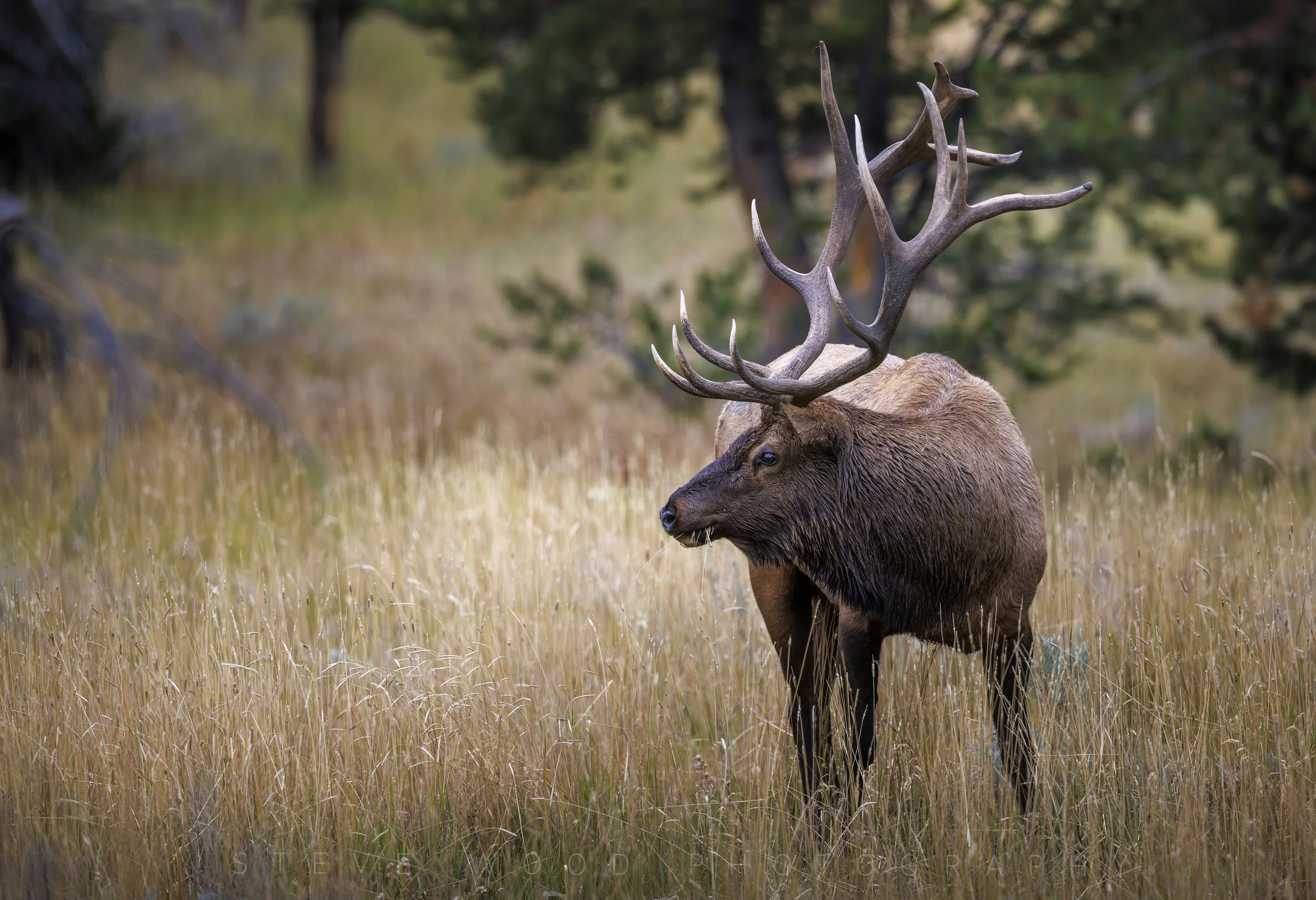 elk YNP-17.jpg