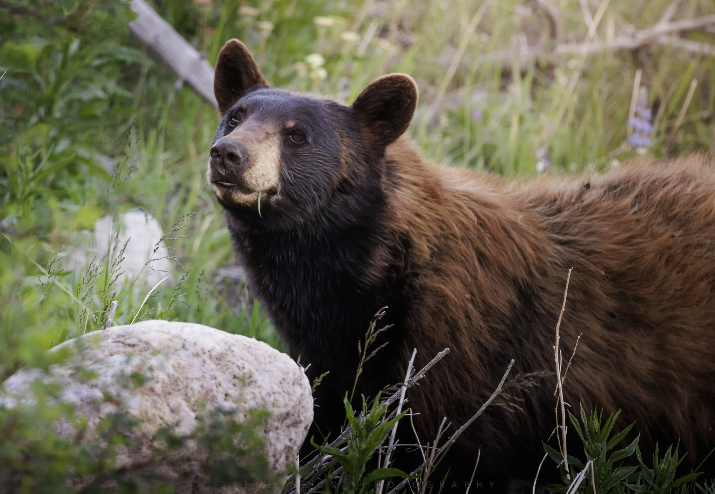 cin bear-102.jpg
