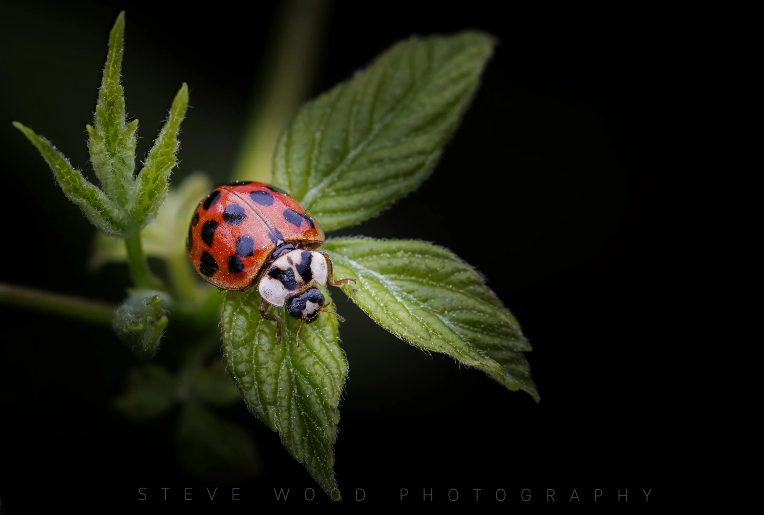 beetle-47.jpg