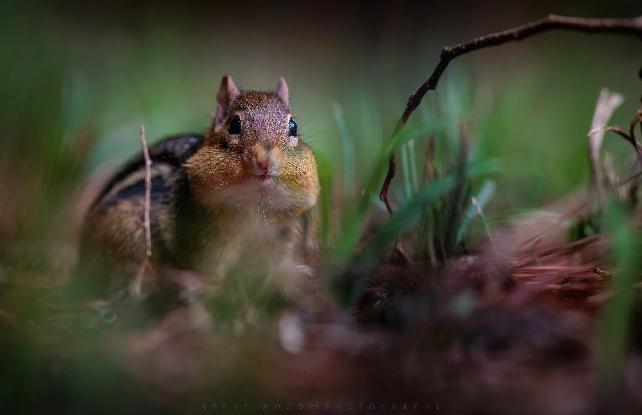 chipmunks-86 2.jpg
