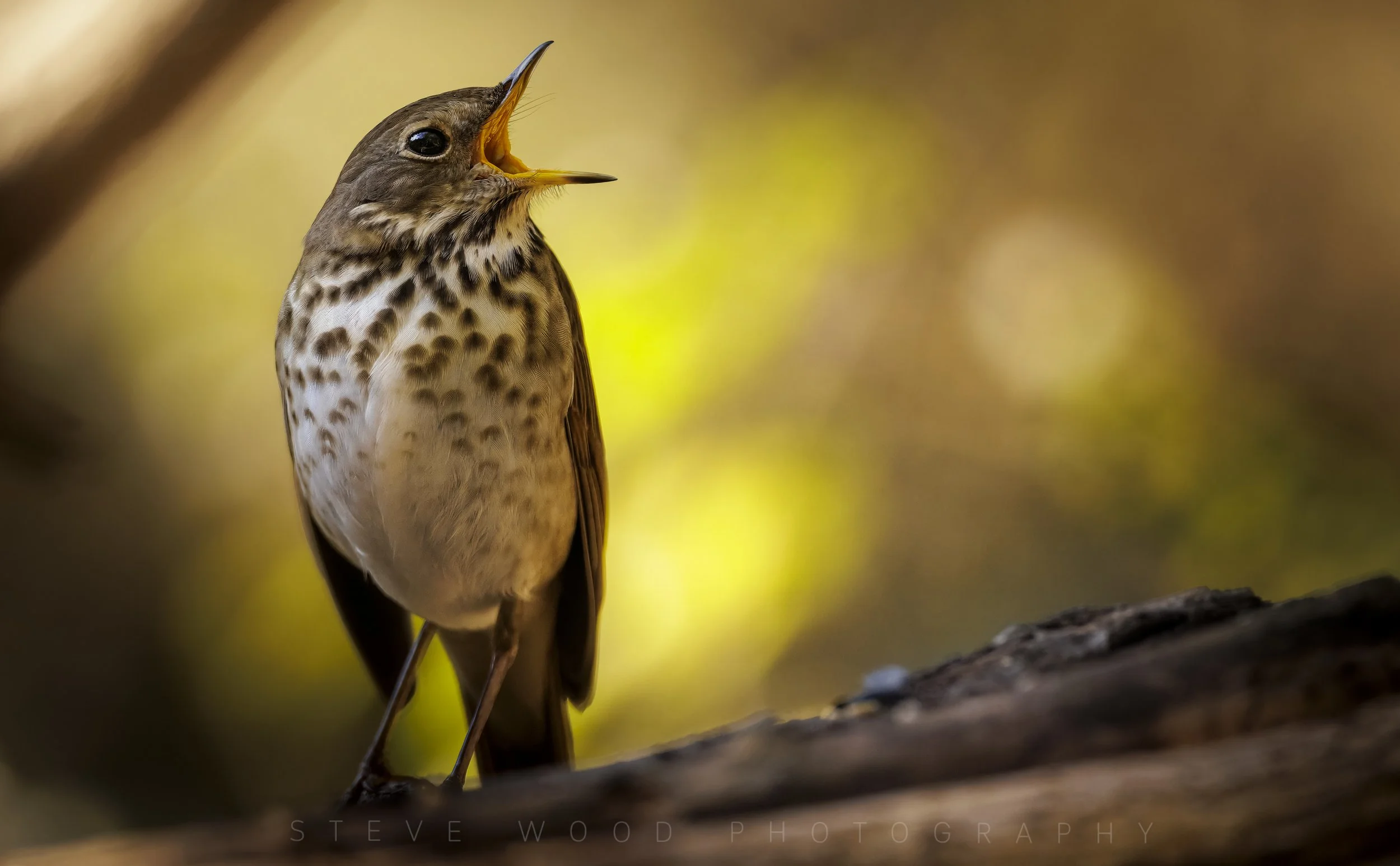 hermit thrush-1.jpg