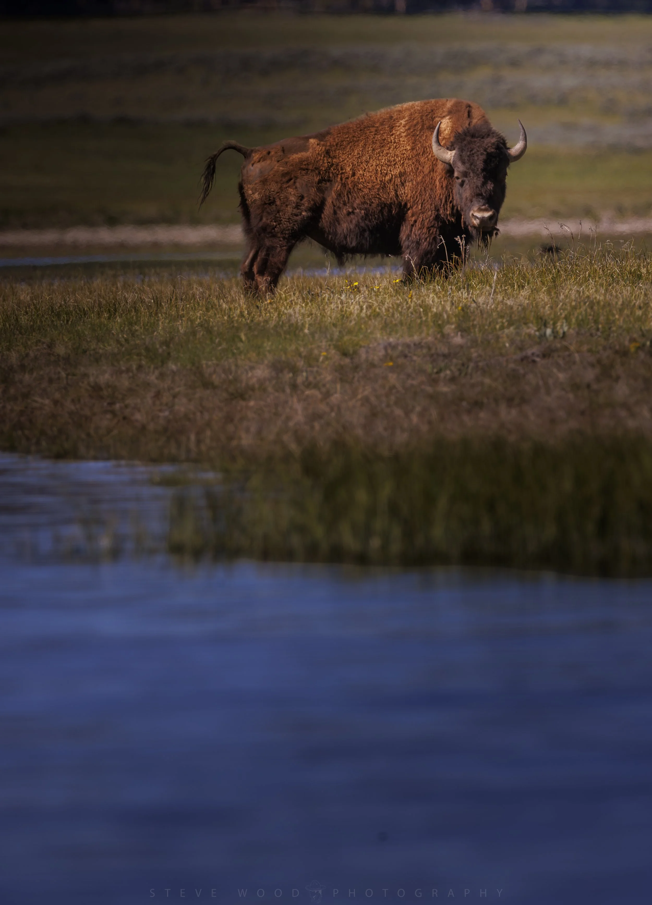 bison 2026-10.jpg