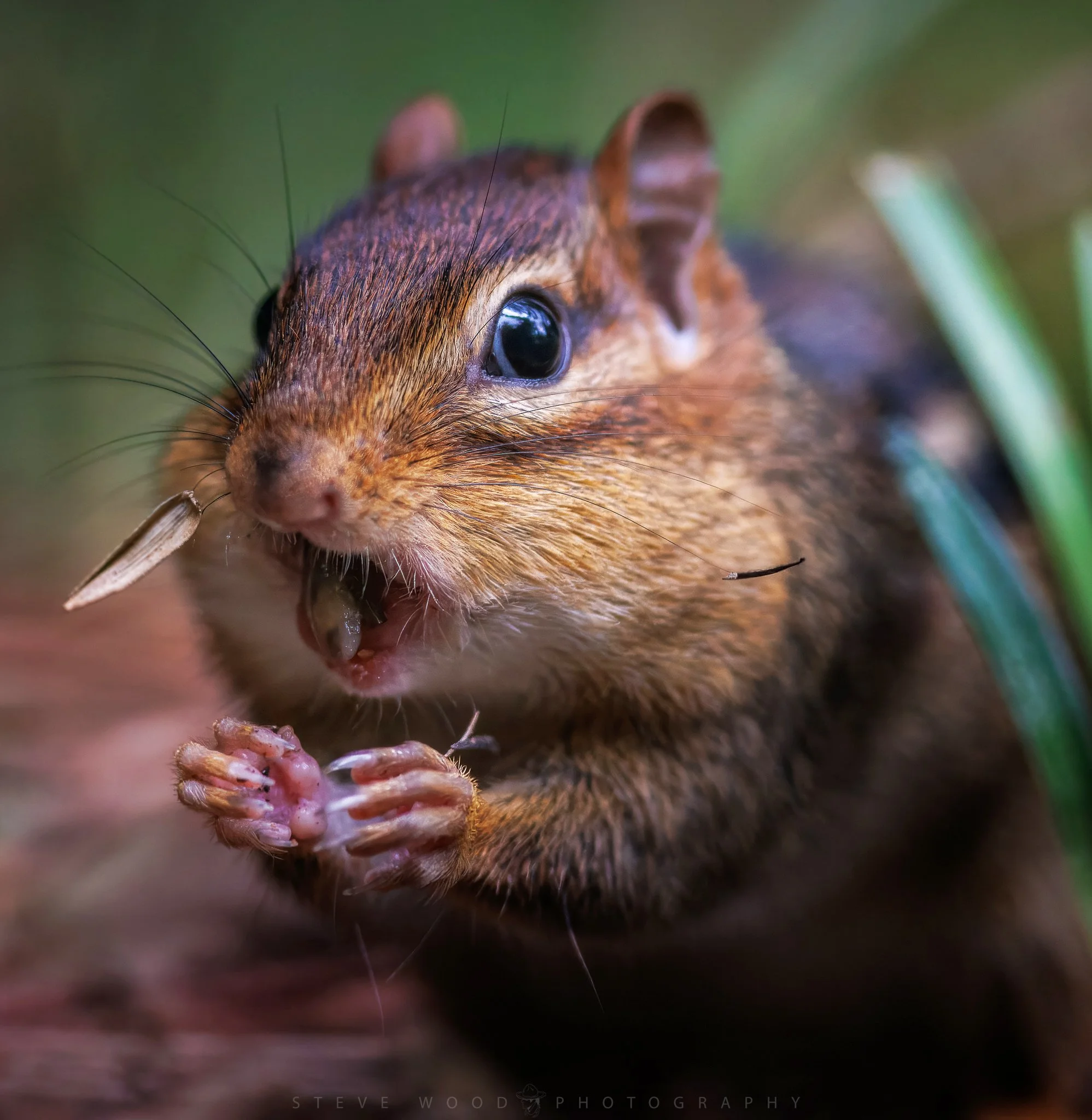 chipmunks-90 2.jpg