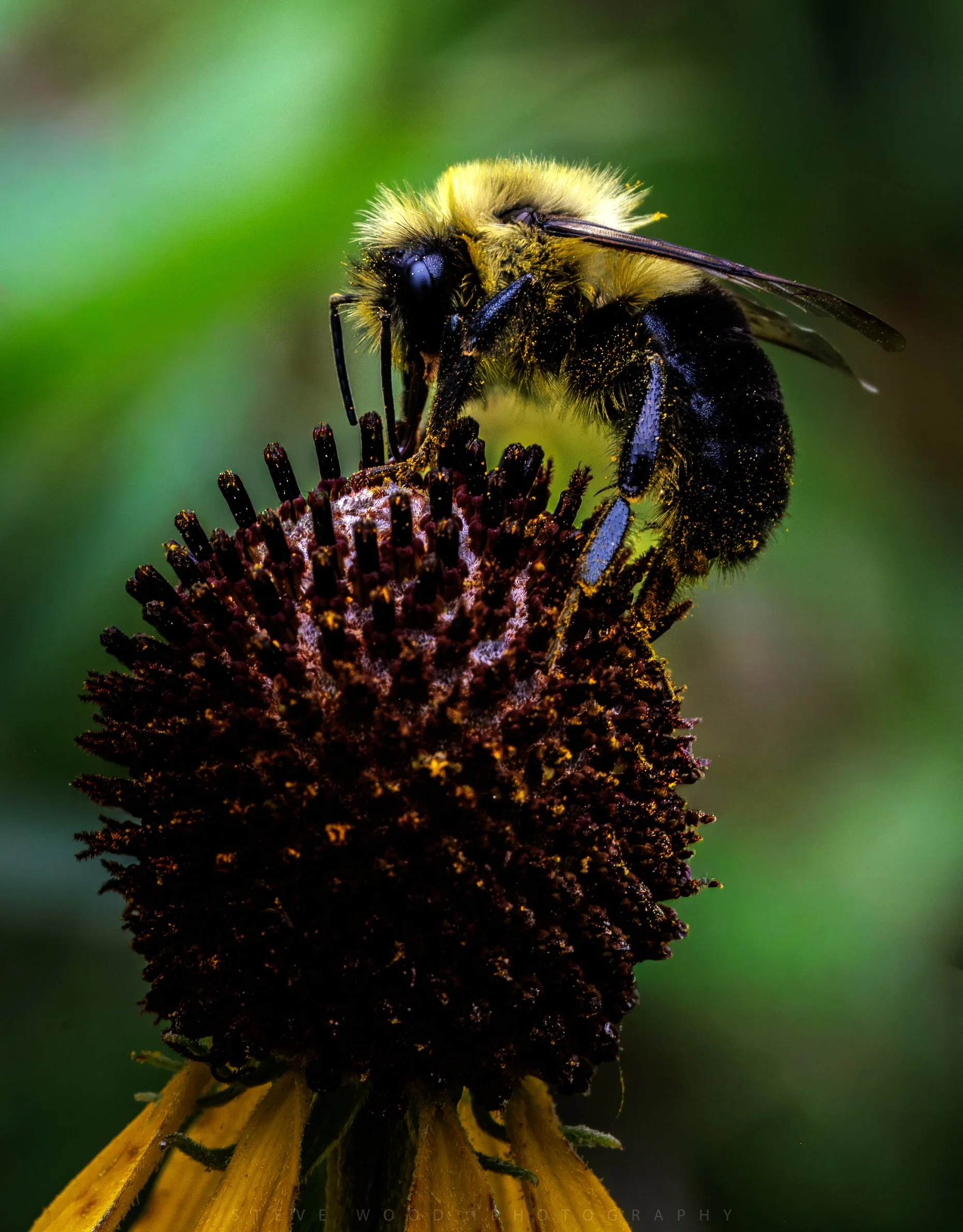 bee-18.jpg