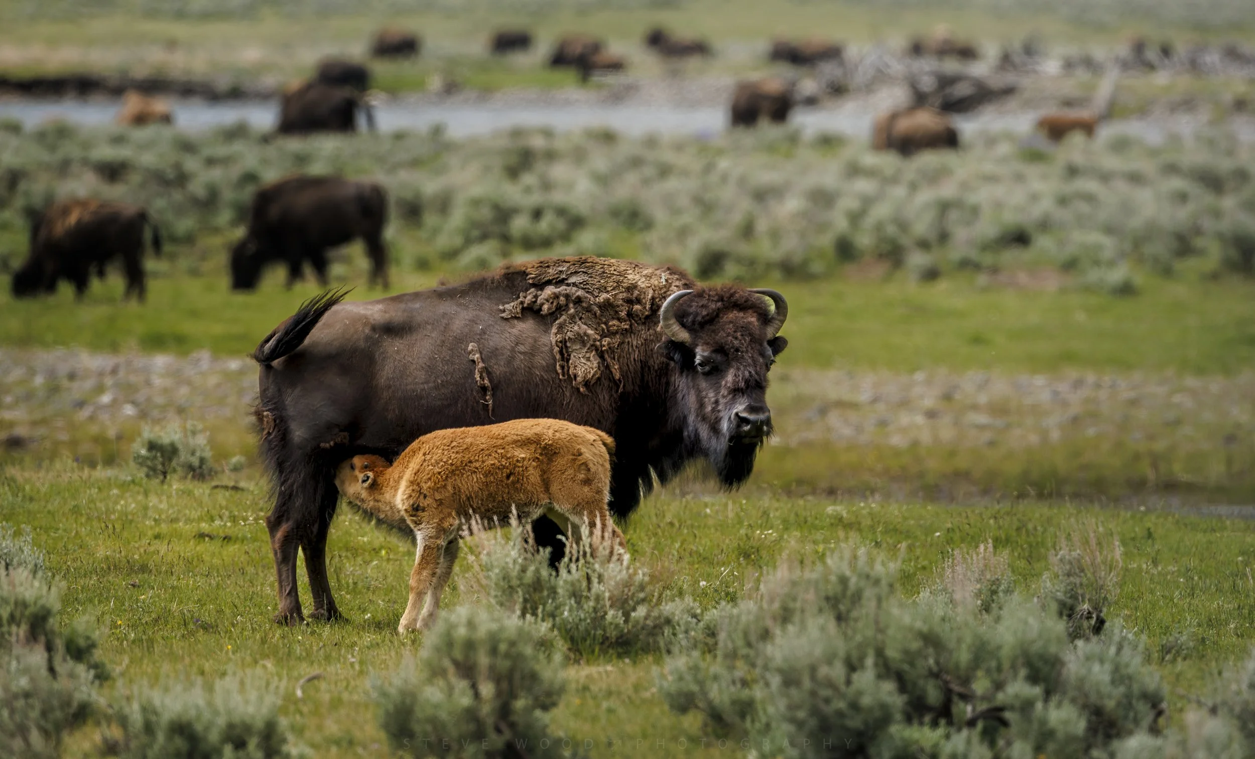 bison 2026-43.jpg