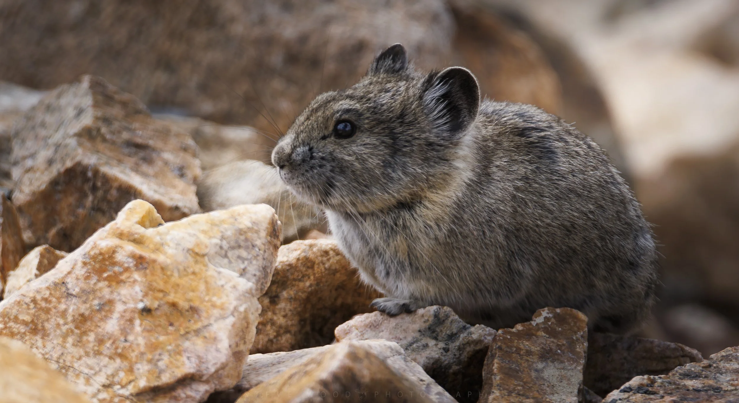 YNP-Pika 2026-1.jpg