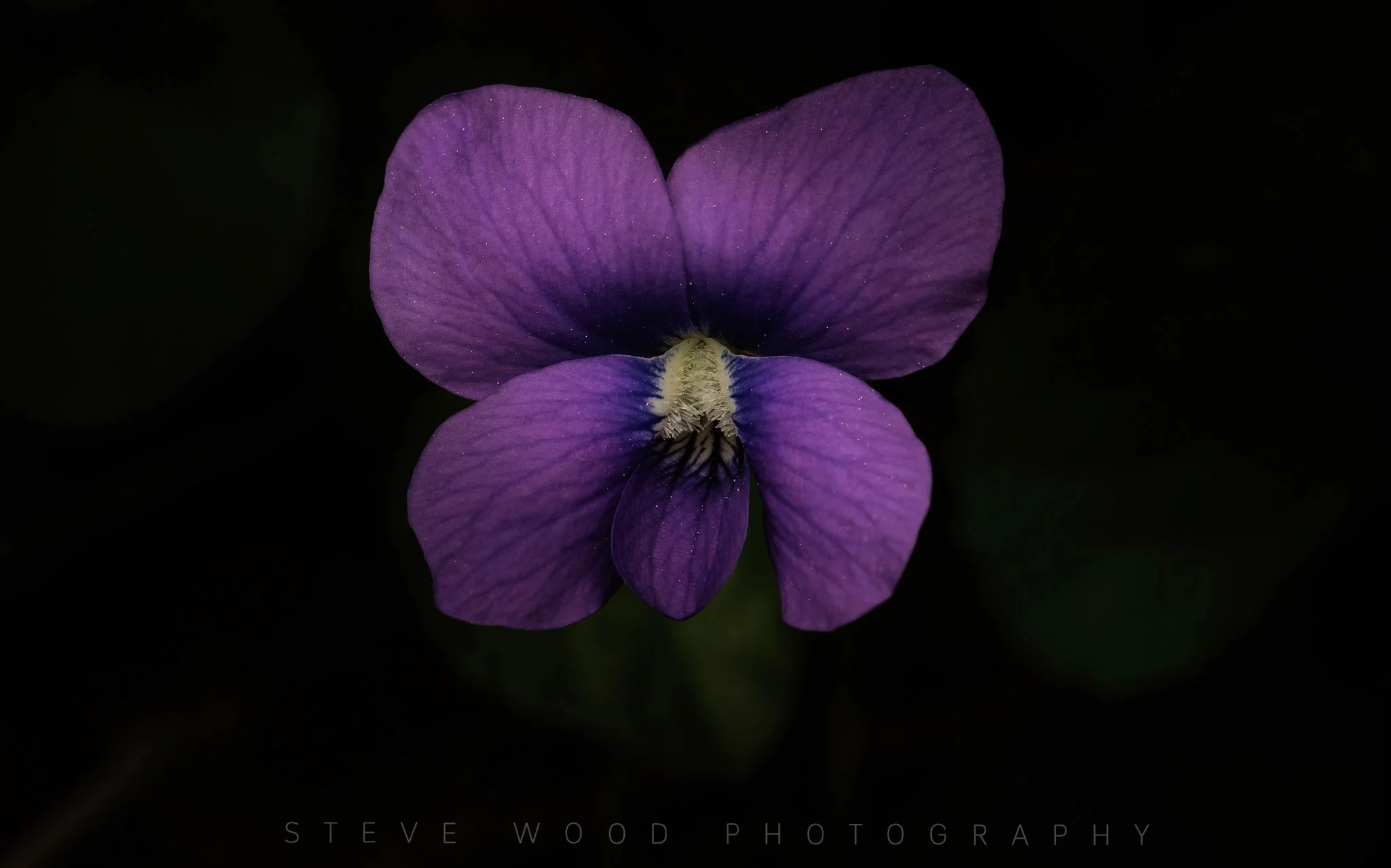 BLUE VIOLET-13.jpg