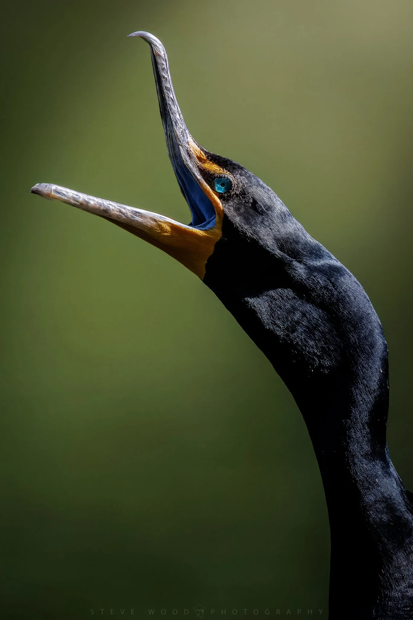 cormorants-80.jpg