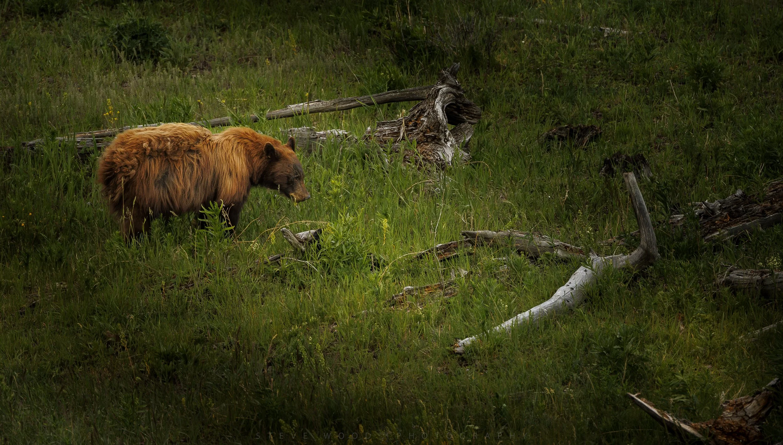 cinnamon bear-120.jpg