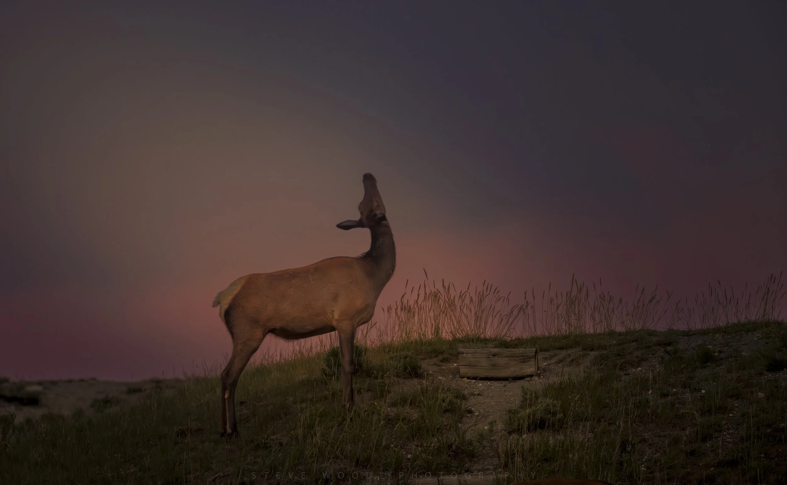 elk test-100.jpg