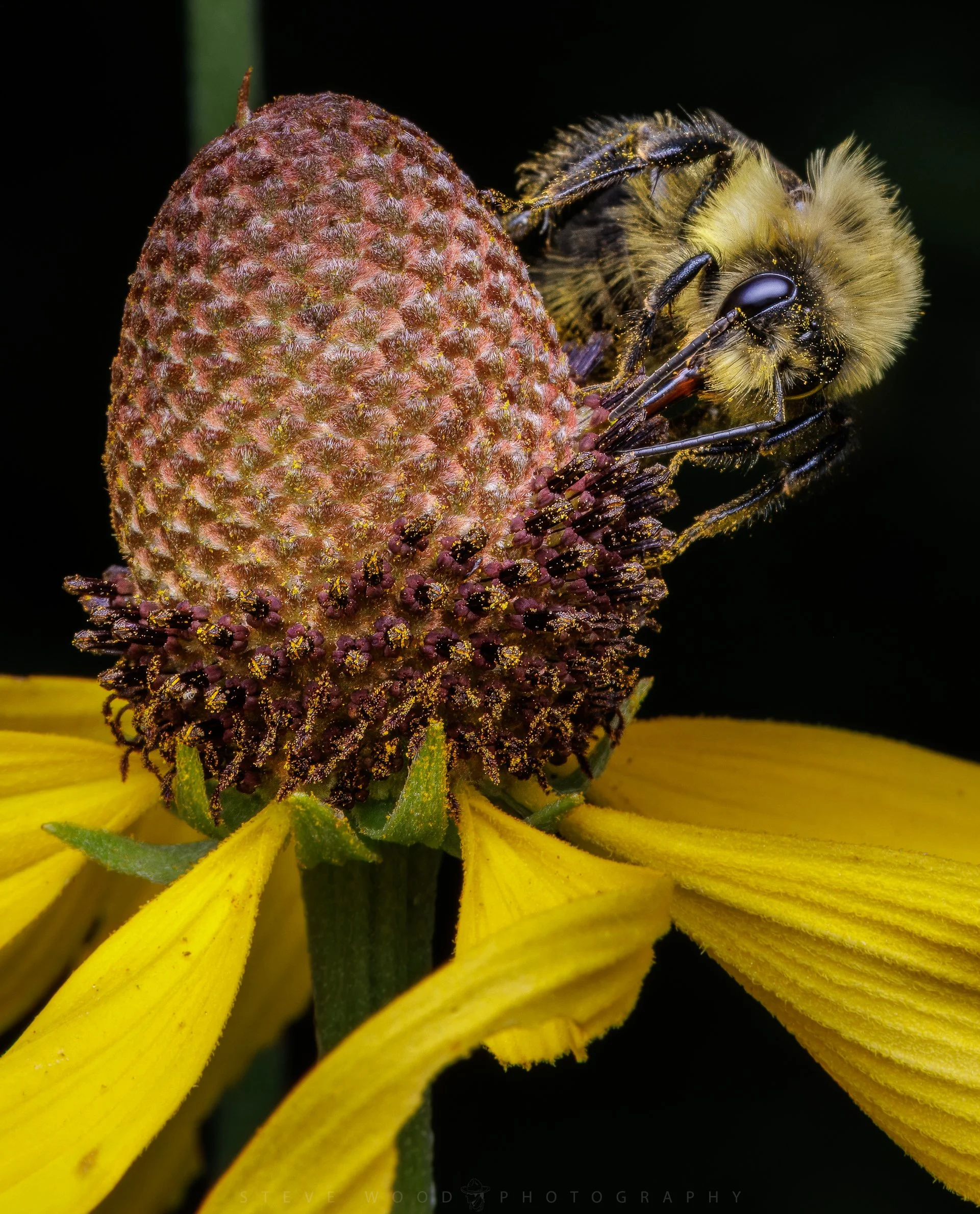bee-19.jpg