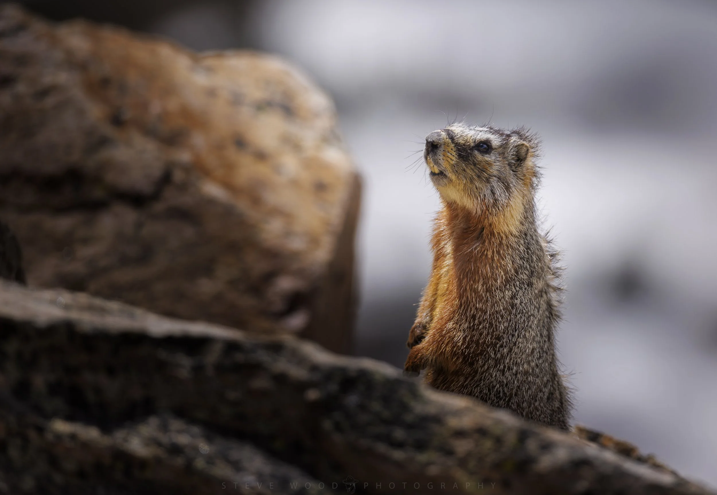YNP-Marmot 2026-17.jpg