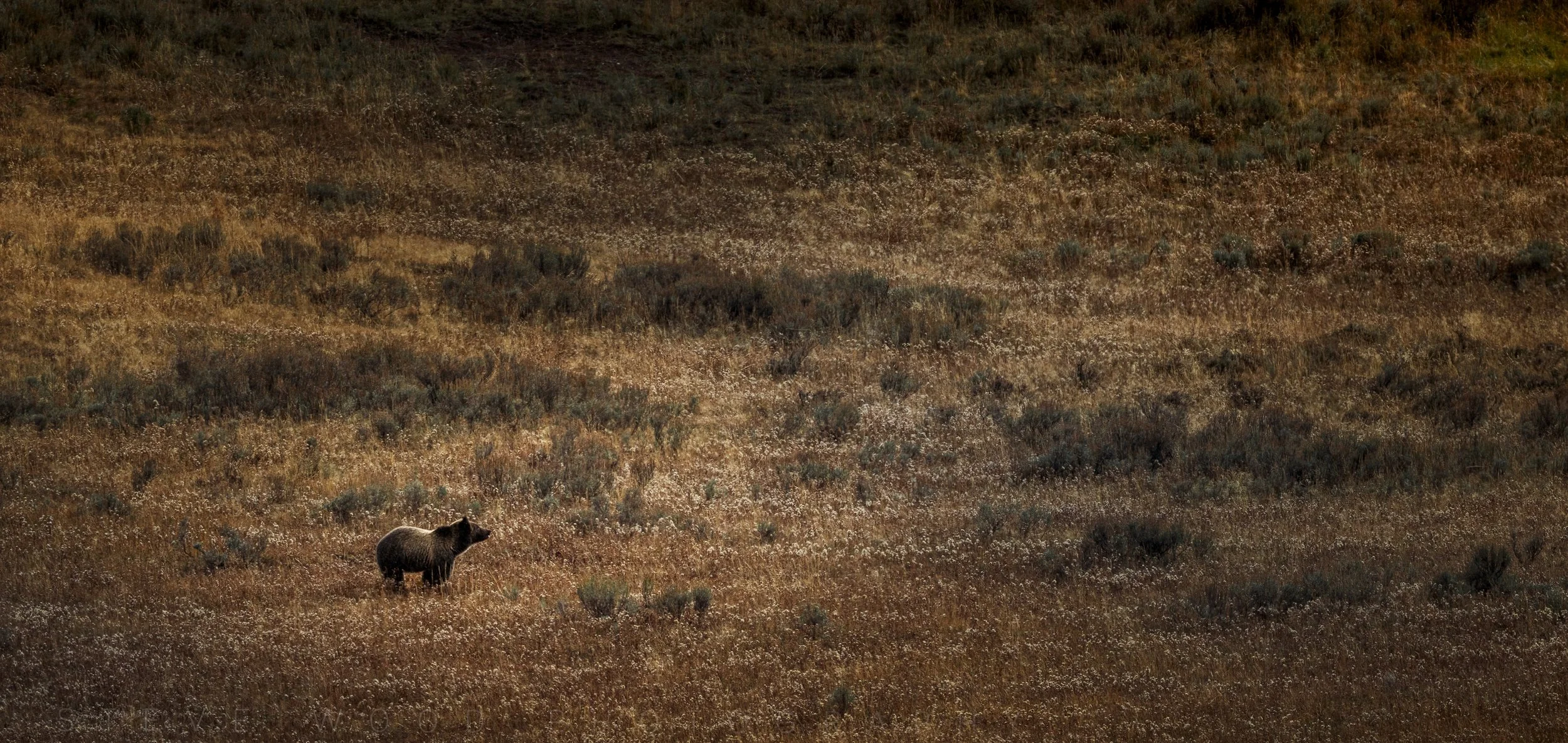 YNP-grizzly-8 copy.jpg