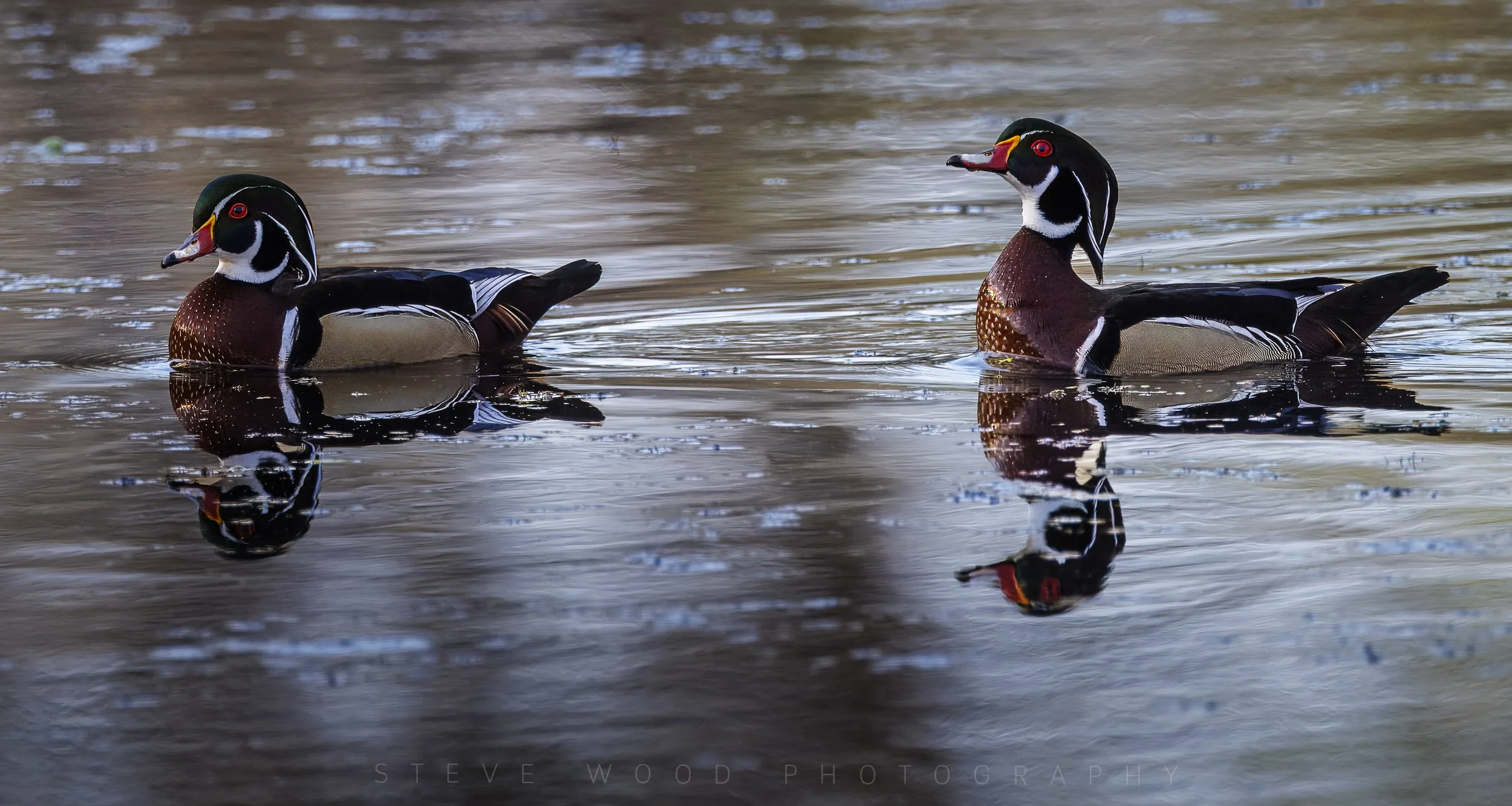 woodduck-43.jpg