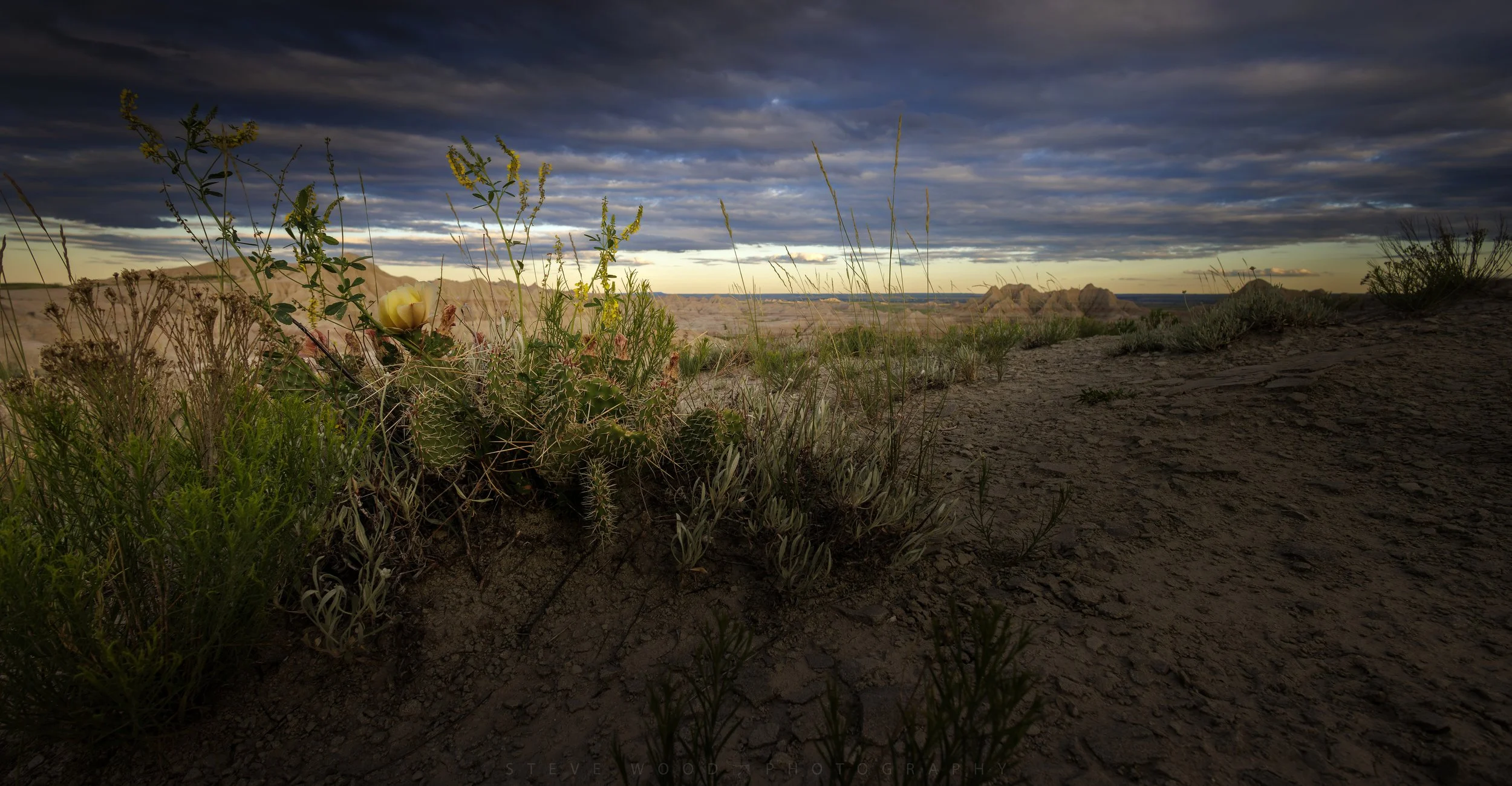 desert flowers-108 copy.jpg
