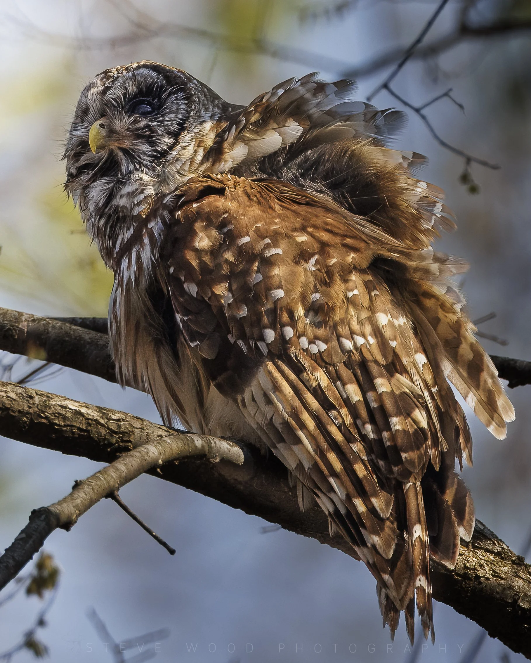 barred owl 36-34.jpg