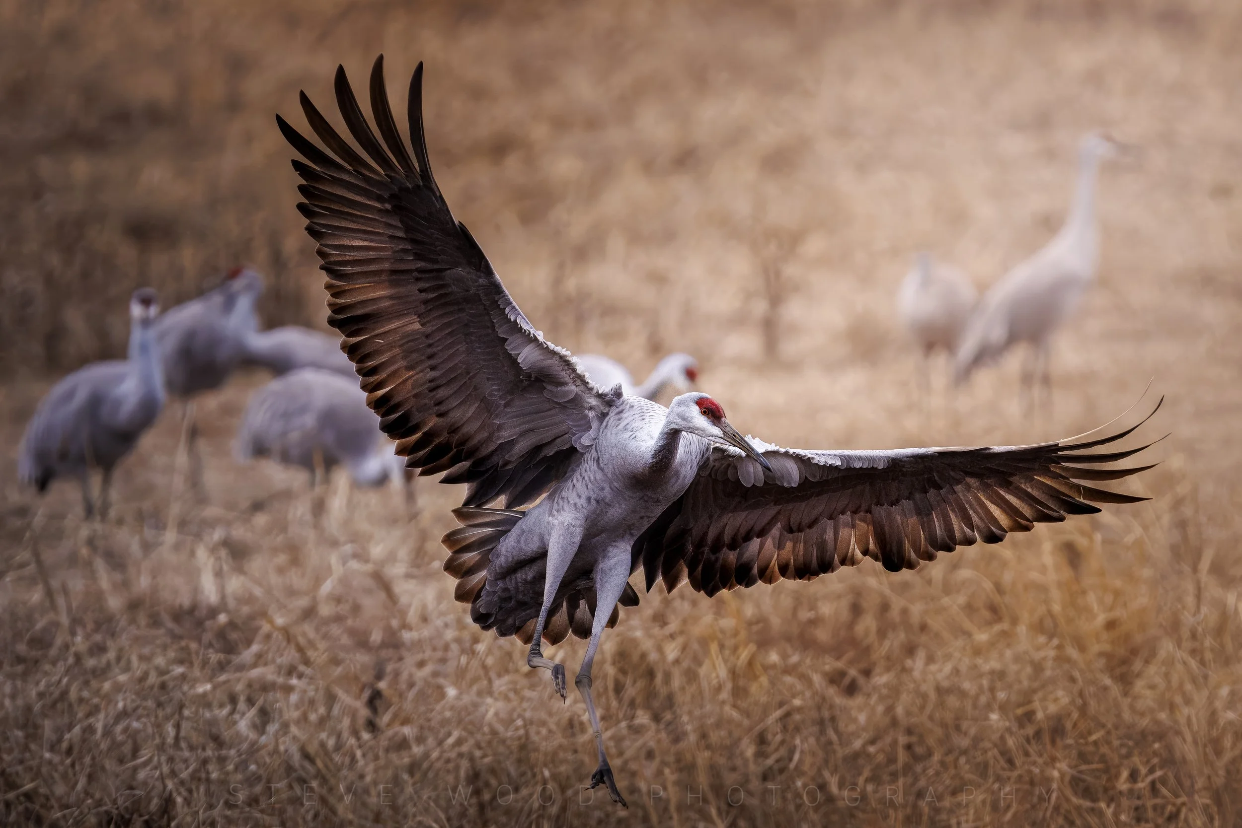 The Landing ~ Sandhill Crane