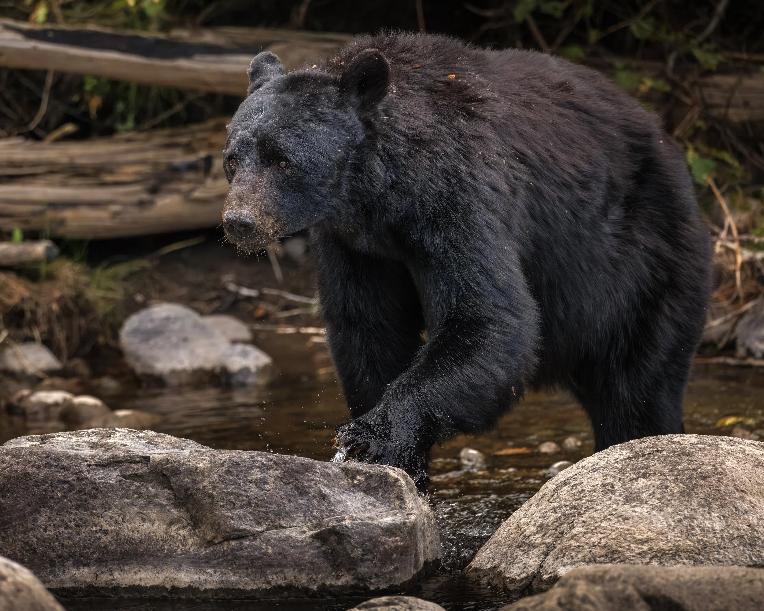 Creek Crossing ~ Black Bear
