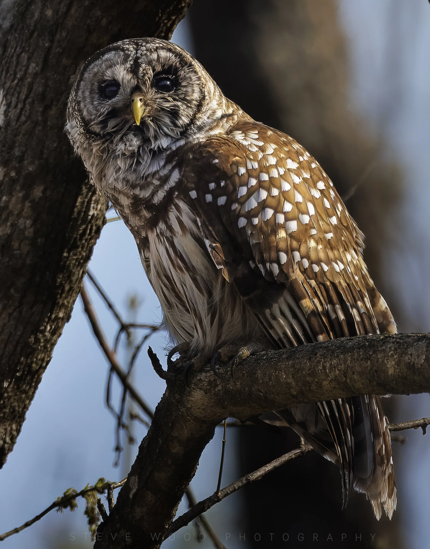 barred owl -38.jpg