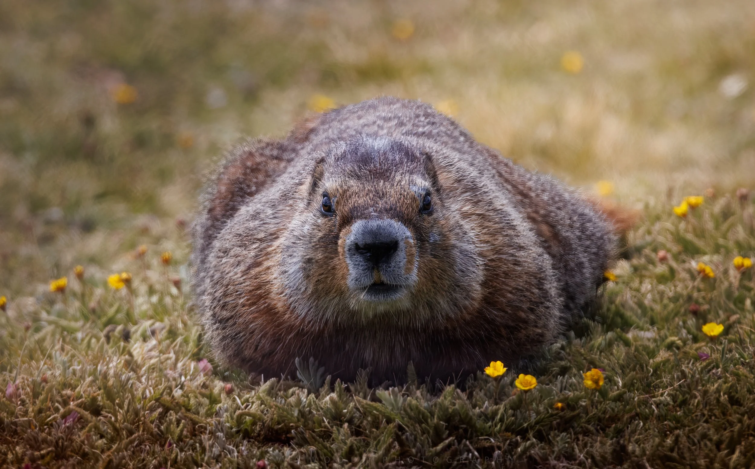 YNP-Marmot 2026-23.jpg