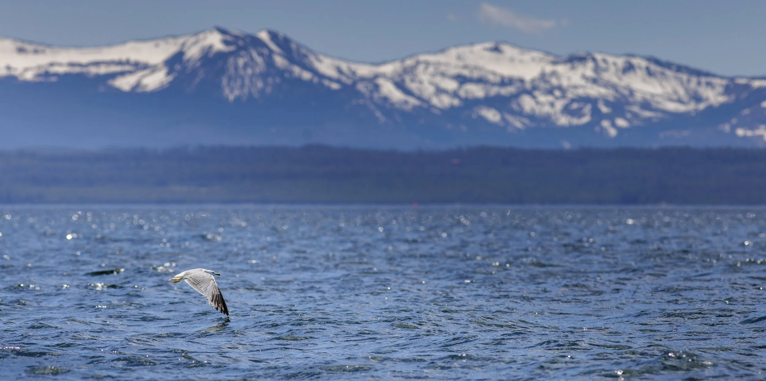 gull at YS lake-102.jpg