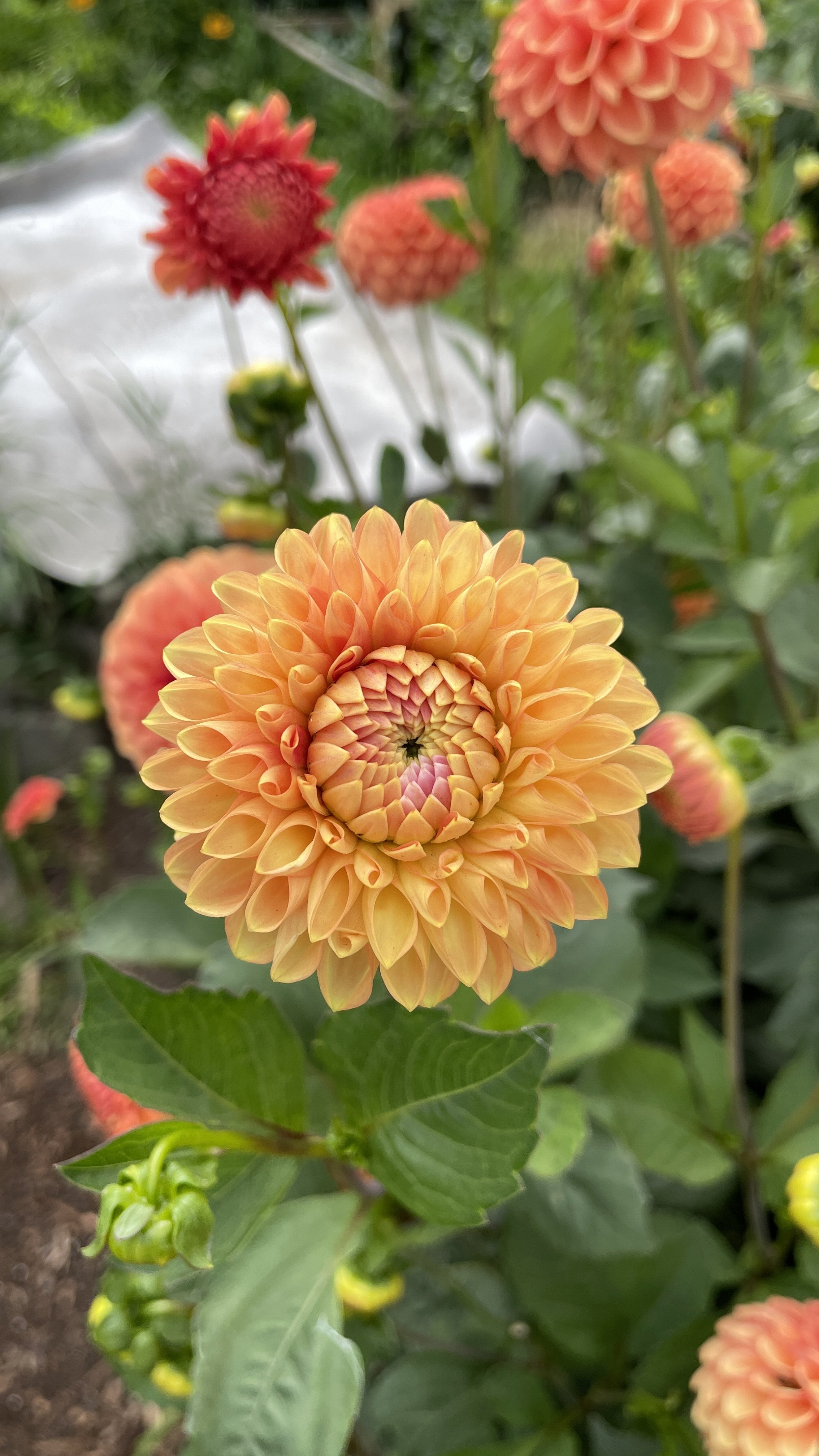 Florelie Angostura.jpg