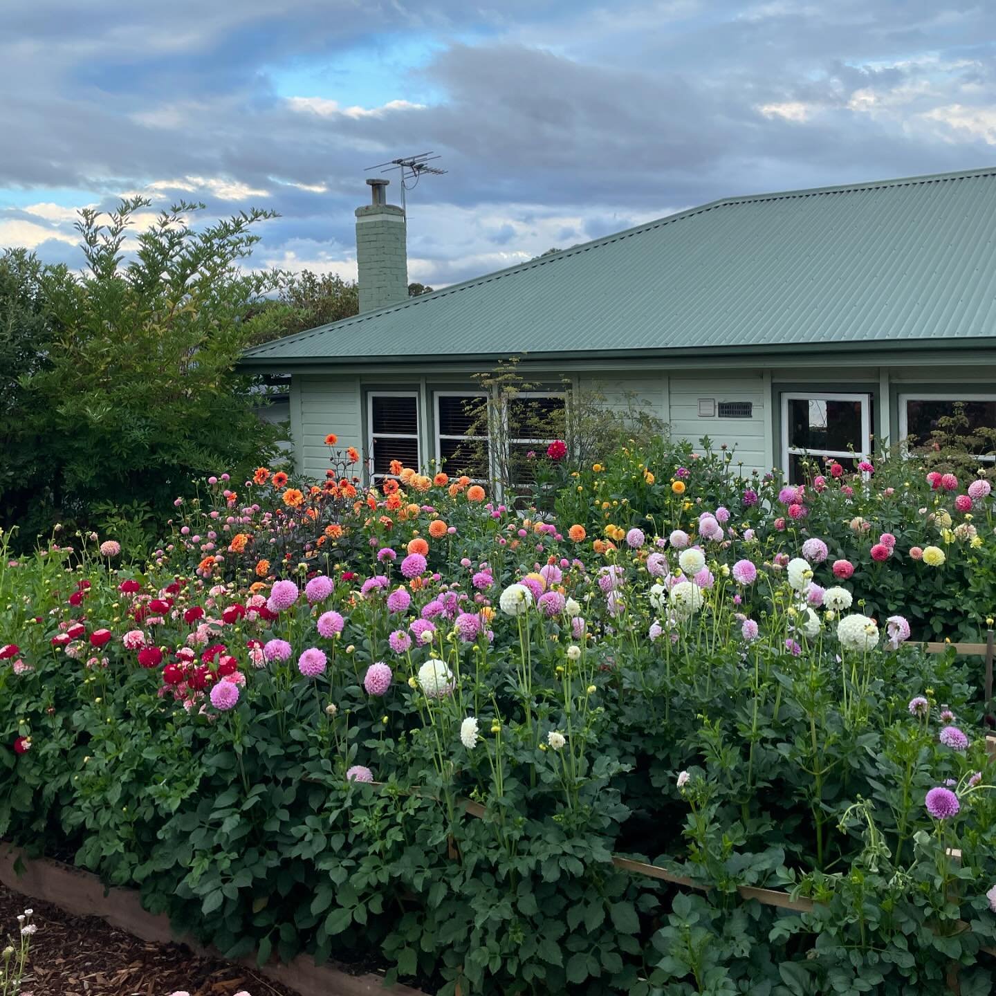Come visit us for our last market selling dahlia tubers, so your garden can look like this in summer! 🌼 Harvest Market, this Saturday, most tubers on sale! 🌸 @harvest_launceston
