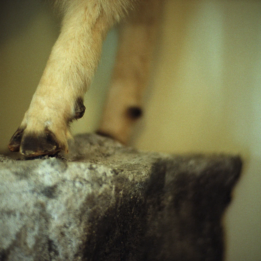 Groom • At The Natural History Museum