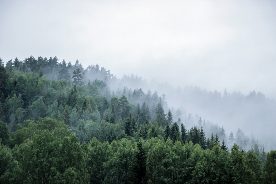 Foggy green forest landscape with trees shrouded in mist.