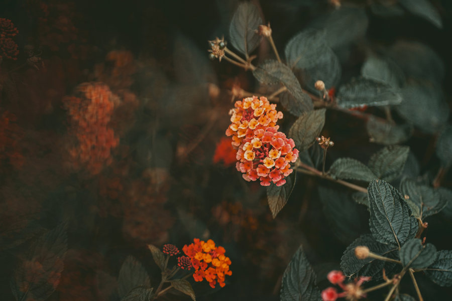 Close-up of vibrant orange and yellow lantana flowers with dark green leaves.