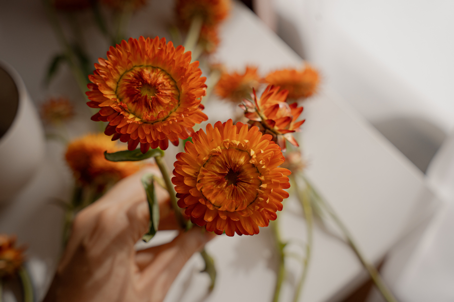 Person holding orange flowers, likely strawflowers, on a light background with more flowers around.
