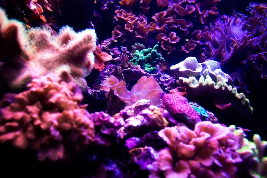 AI Robot Guides Great Barrier Reef Coral Seeding with 77.8% Accuracy