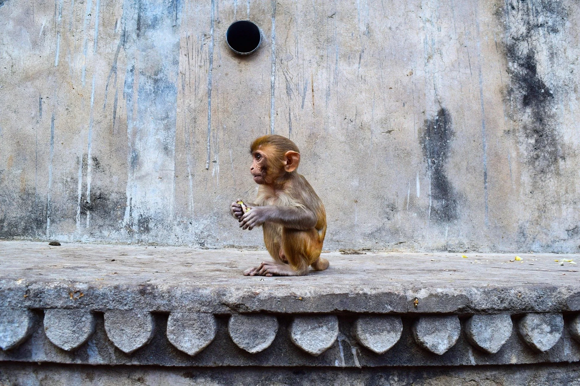 billycm-jaipur-3791370_1920.jpg